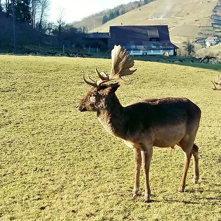 Hotel Schwarzenbergs Traube Glottertal