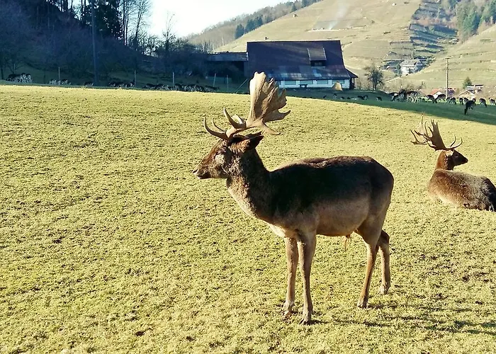 酒店 希瓦增贝格特劳贝酒店 格洛特尔塔尔
